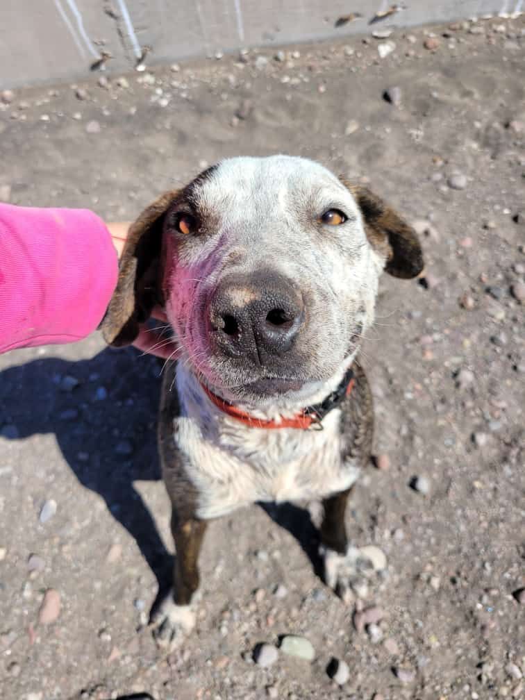 Cookie, an adoptable Pit Bull Terrier in Nopolo, BCS, 23887 | Photo Image 2