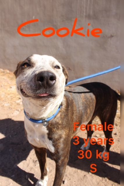 Cookie, an adoptable Pit Bull Terrier in Nopolo, BCS, 23887 | Photo Image 1