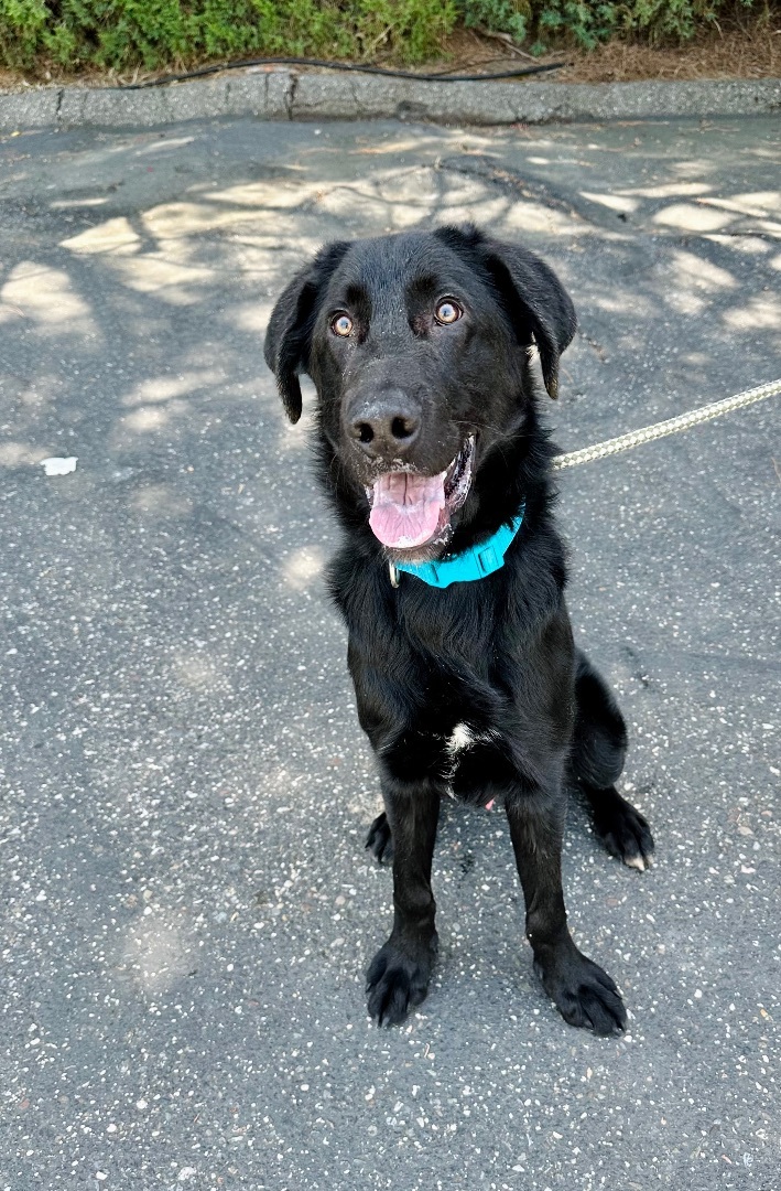 Black anatolian shepherd store dog