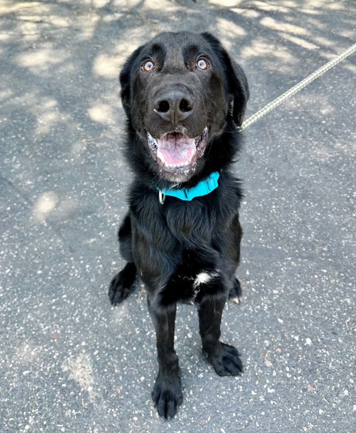 Labrador retriever and shepherd 2024 mix