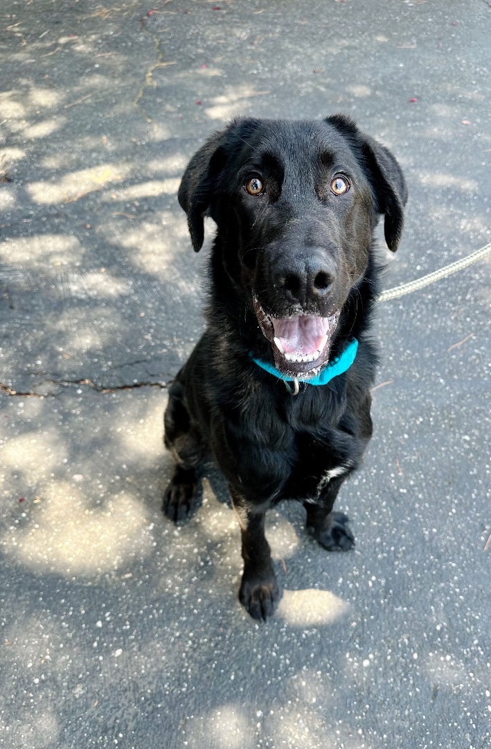 Shepherd store lab puppies