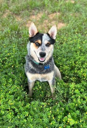 Dog for adoption - Hachi, an Australian Cattle Dog / Blue Heeler Mix in  Portland, OR