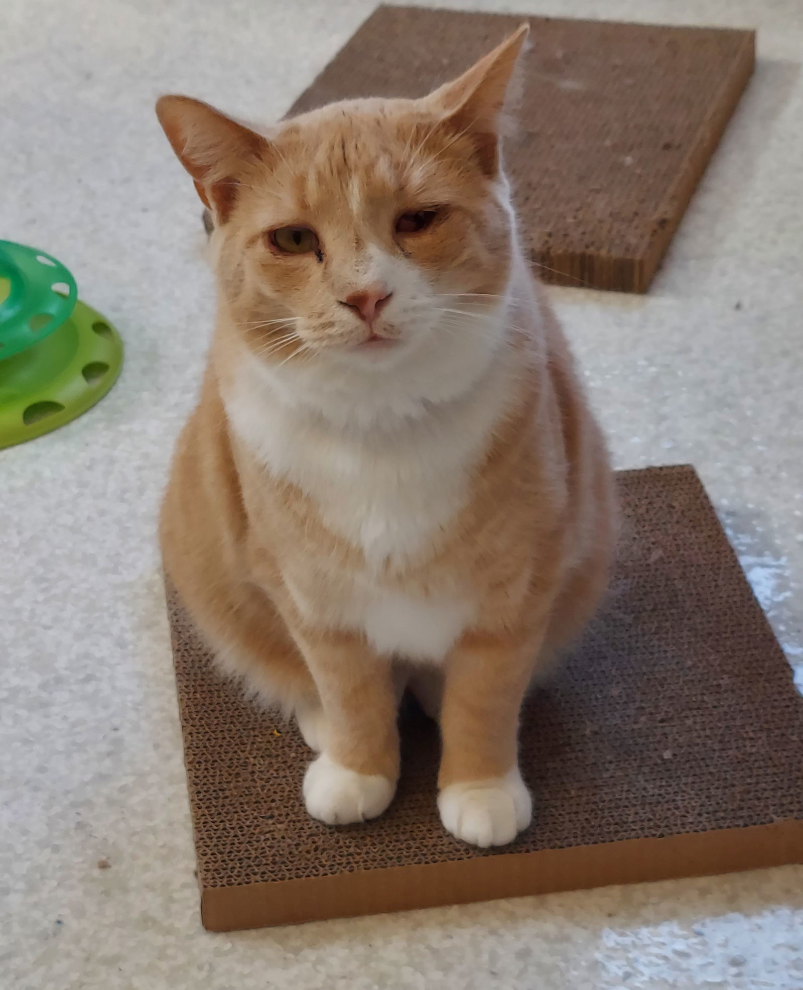 Buffers, an adoptable Domestic Short Hair in Montello, WI, 53949 | Photo Image 1