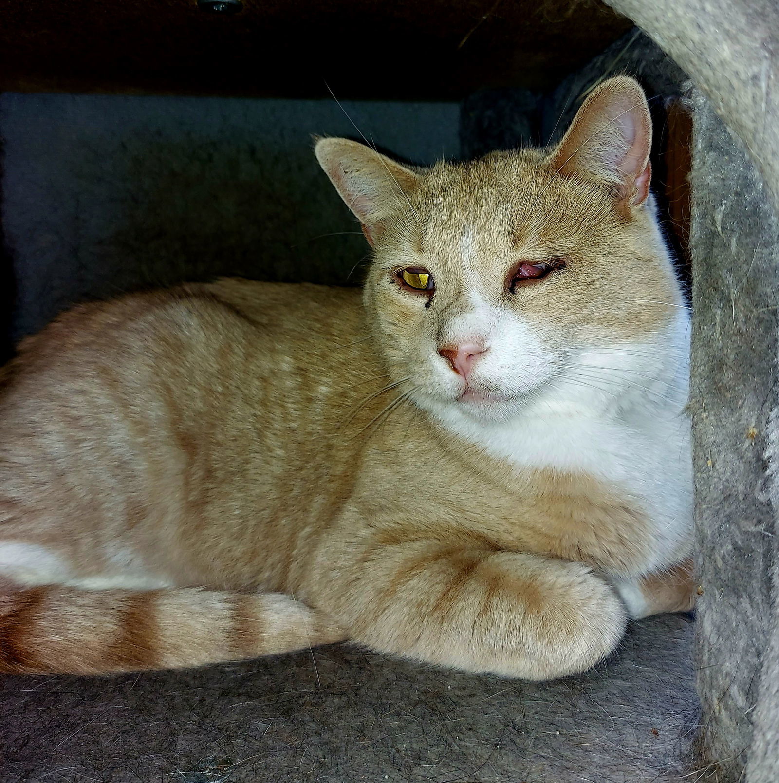 Buffers @The Cats Brew, an adoptable Domestic Short Hair in Montello, WI, 53949 | Photo Image 2