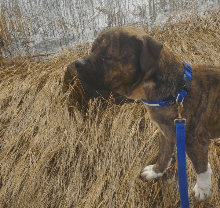Boomer, an adoptable Mastiff Mix in Lynbrook, NY_image-5