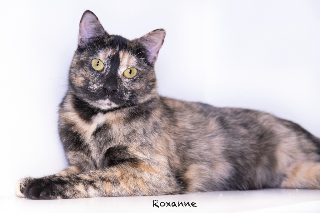 Roxanne, an adoptable Domestic Short Hair in Hot Springs Village, AR, 71909 | Photo Image 1