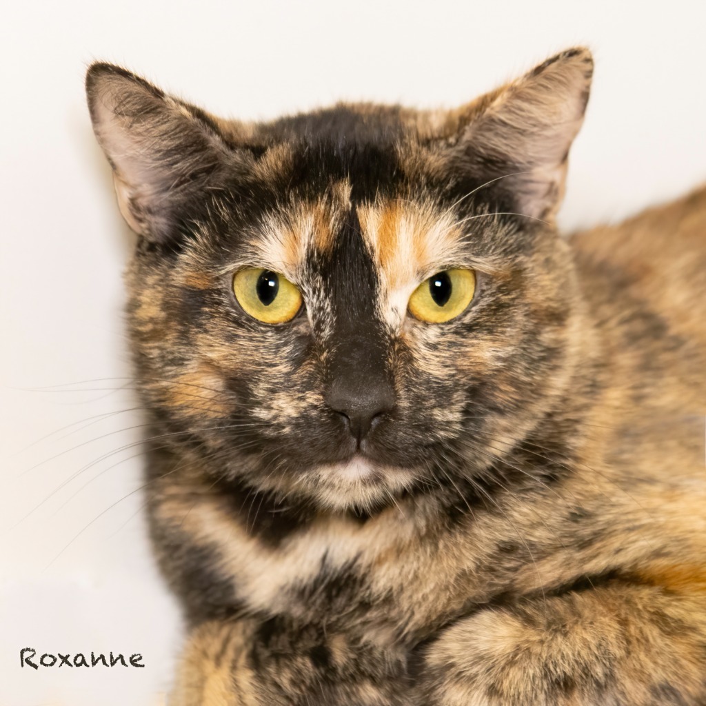 Roxanne, an adoptable Domestic Short Hair in Hot Springs Village, AR, 71909 | Photo Image 3
