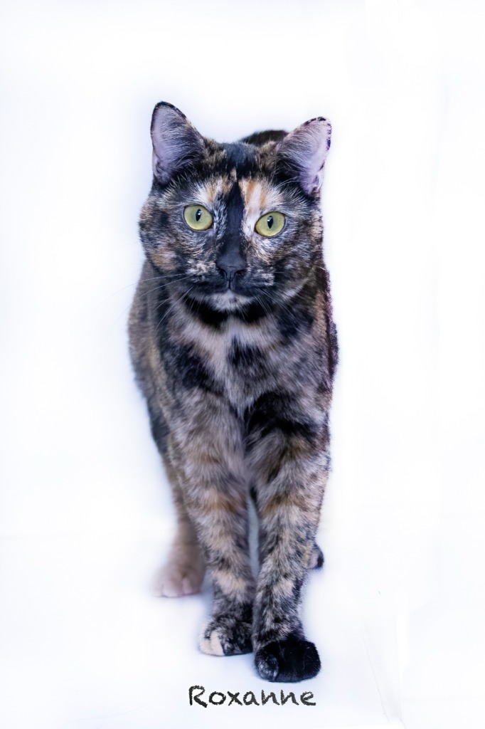 Roxanne, an adoptable Domestic Short Hair in Hot Springs Village, AR, 71909 | Photo Image 4