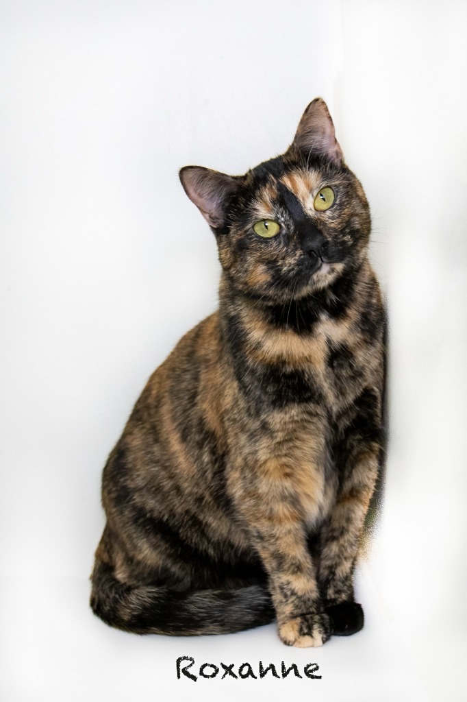 Roxanne, an adoptable Domestic Short Hair in Hot Springs Village, AR, 71909 | Photo Image 5
