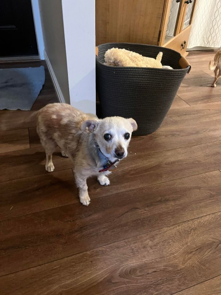 Harvey, an adoptable Chihuahua Mix in Salt Lake City, UT_image-1