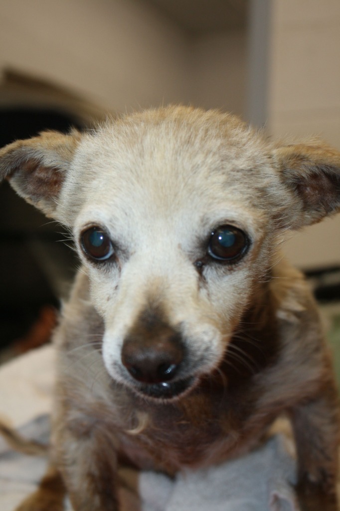 Harvey, an adoptable Chihuahua in Salt Lake City, UT, 84117 | Photo Image 2