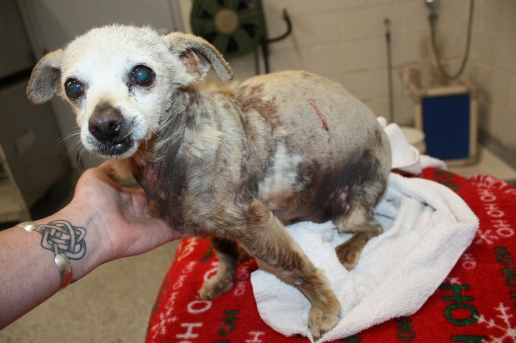 Harvey, an adoptable Chihuahua in Salt Lake City, UT, 84117 | Photo Image 3