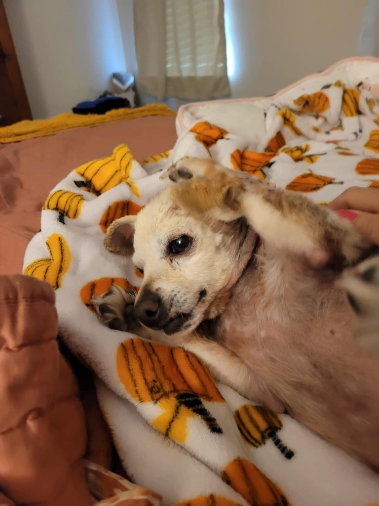 Harvey, an adoptable Chihuahua in Salt Lake City, UT, 84117 | Photo Image 4