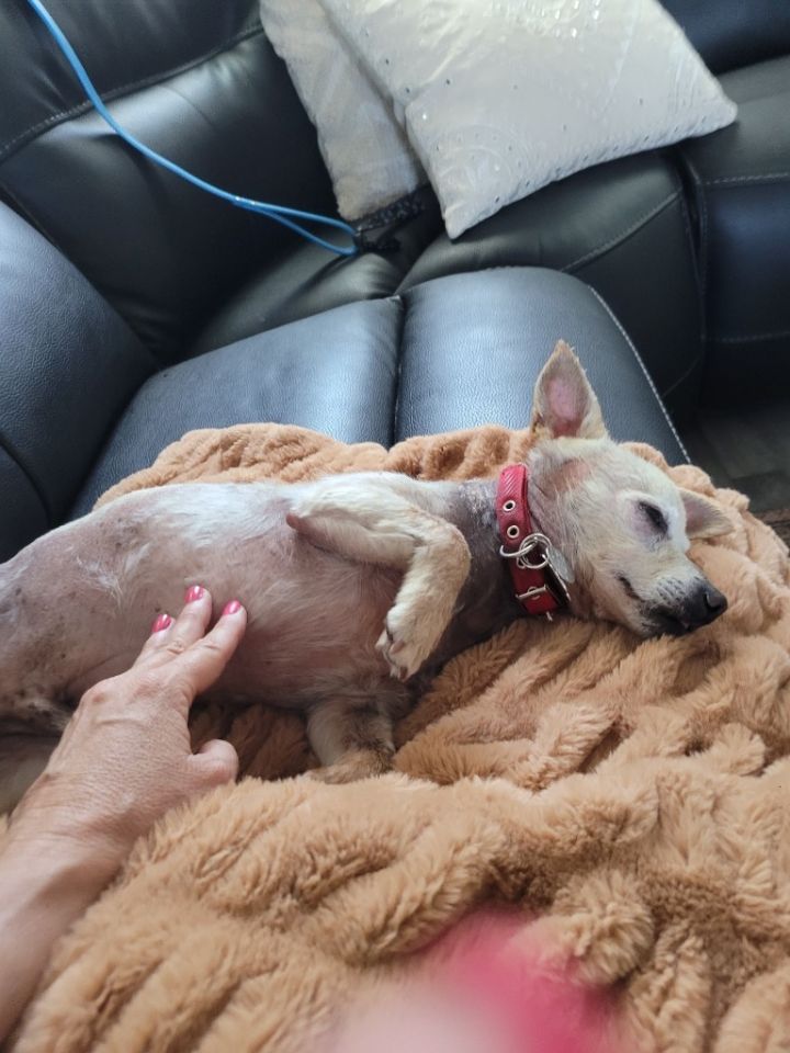 Harvey, an adoptable Chihuahua Mix in Salt Lake City, UT_image-6