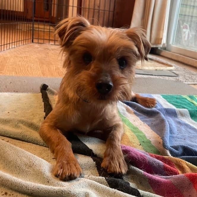 Oscar, an adoptable Yorkshire Terrier in Watertown, WI, 53094 | Photo Image 2
