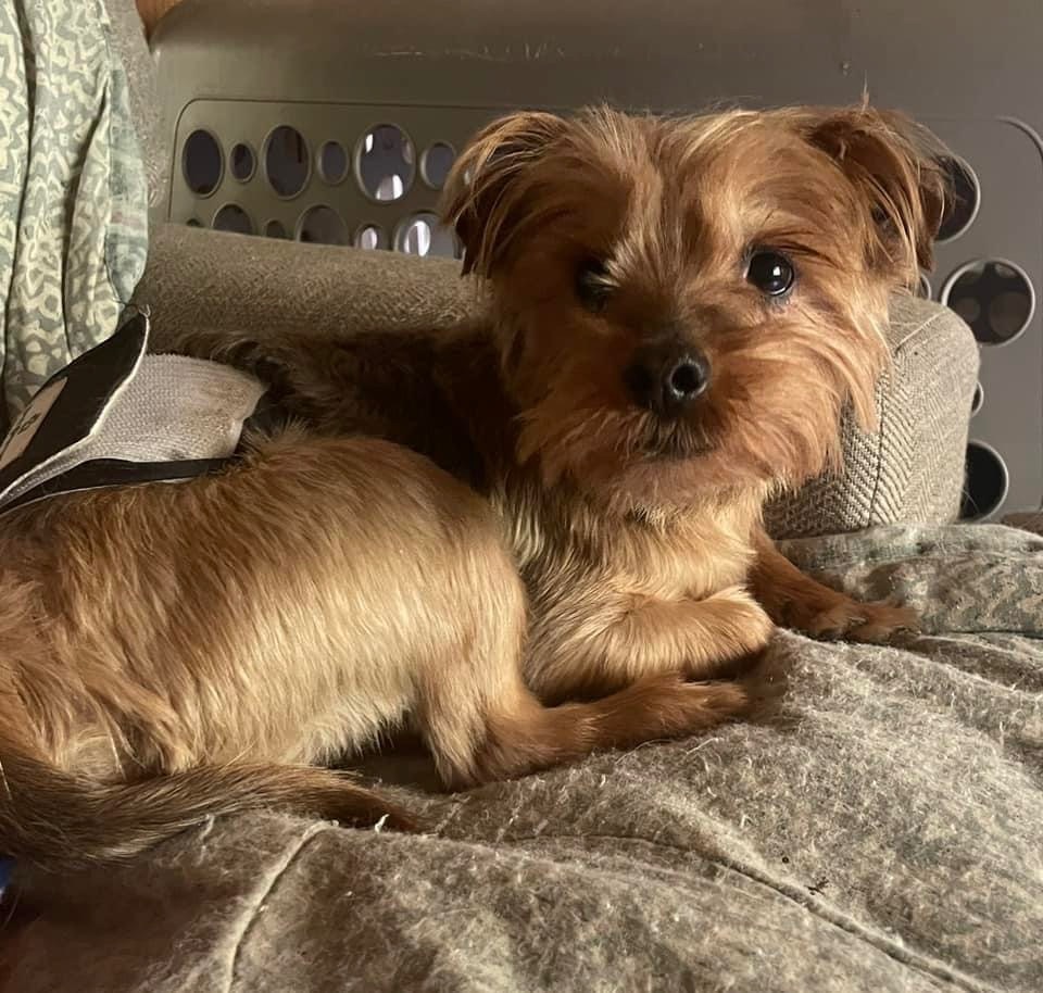 Oscar, an adoptable Yorkshire Terrier in Watertown, WI, 53094 | Photo Image 3