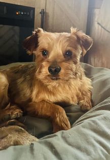 Oscar, an adoptable Yorkshire Terrier in Watertown, WI, 53094 | Photo Image 4