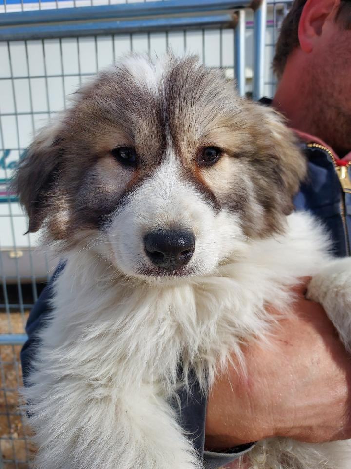 Dudley, an adoptable Great Pyrenees in GUERNSEY, WY, 82214 | Photo Image 2