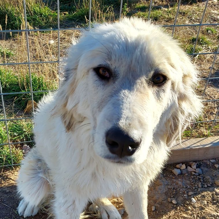 Dudley, an adoptable Great Pyrenees in GUERNSEY, WY, 82214 | Photo Image 1