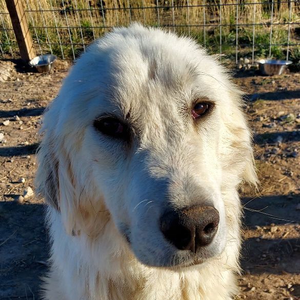 Duncan, an adoptable Great Pyrenees in GUERNSEY, WY, 82214 | Photo Image 1