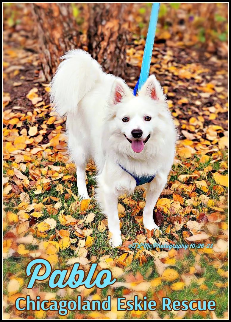 American eskimo dog rescue best sale near me