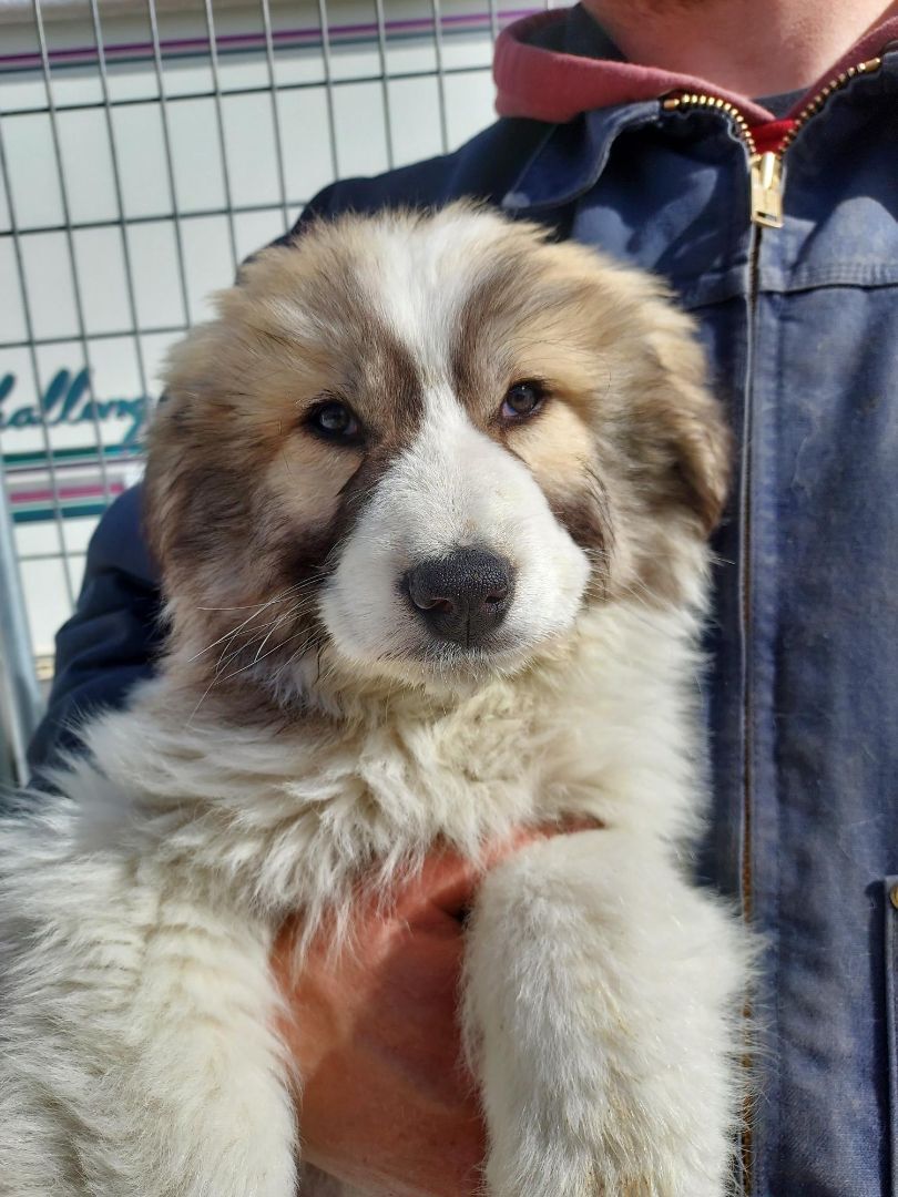 Domino, an adoptable Great Pyrenees in GUERNSEY, WY, 82214 | Photo Image 2
