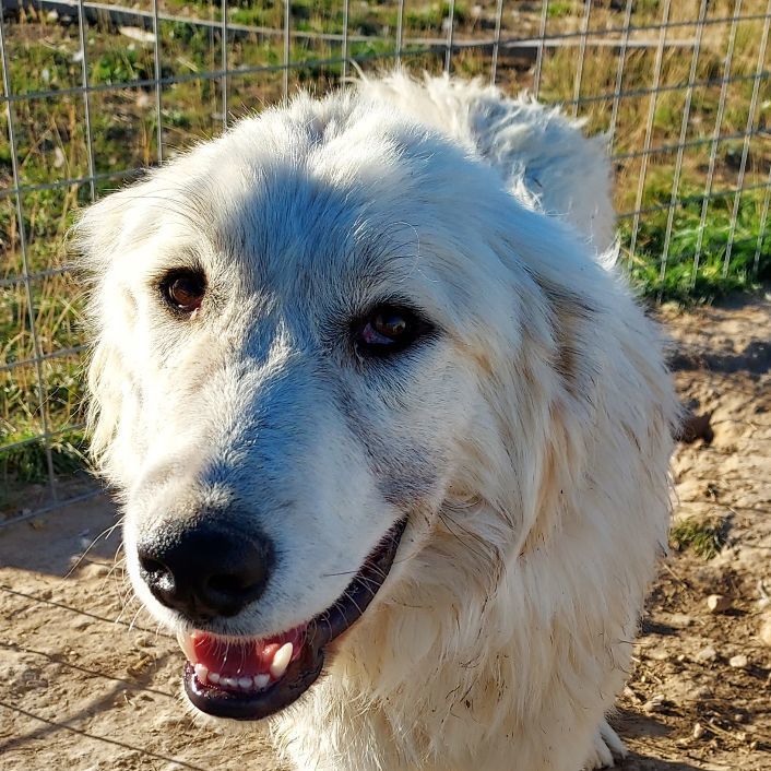 Domino, an adoptable Great Pyrenees in GUERNSEY, WY, 82214 | Photo Image 1