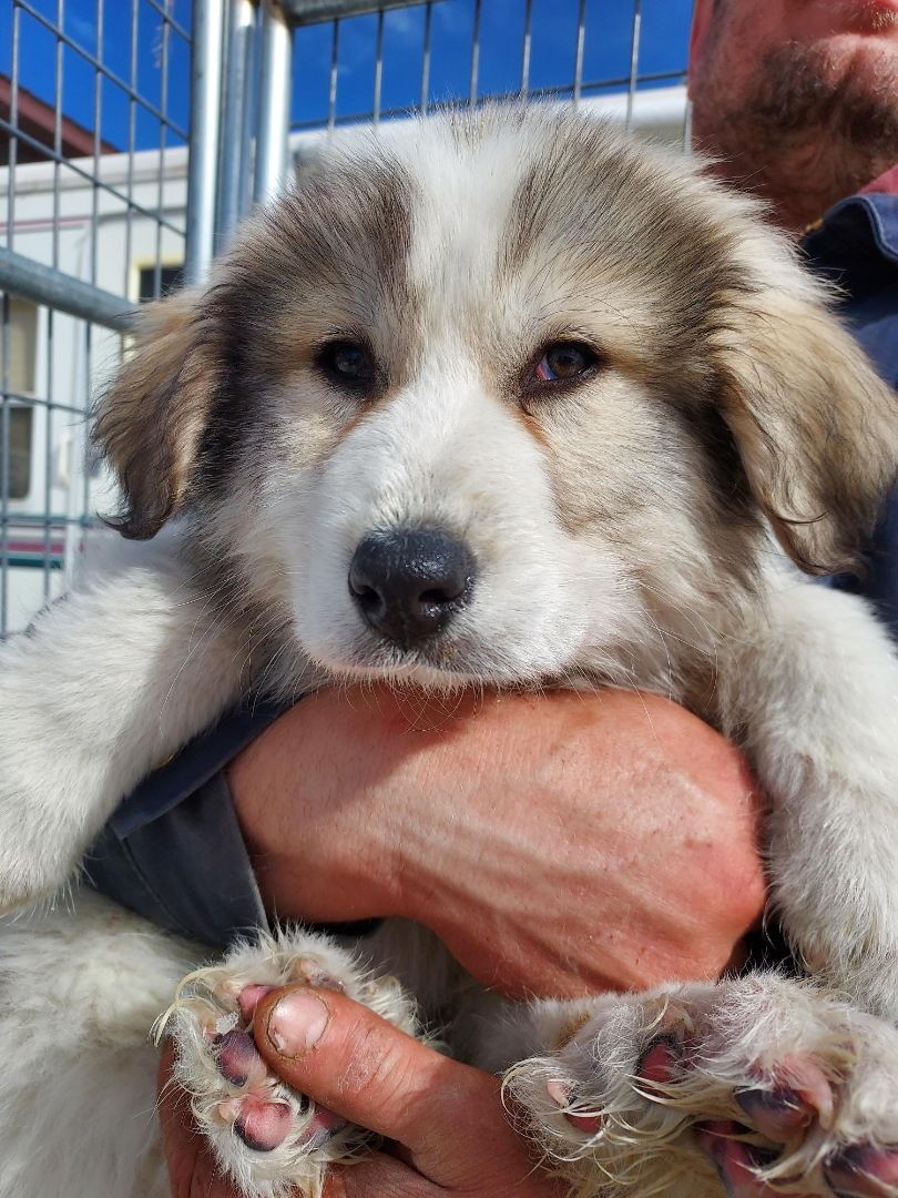 Dexter, an adoptable Great Pyrenees in GUERNSEY, WY, 82214 | Photo Image 2