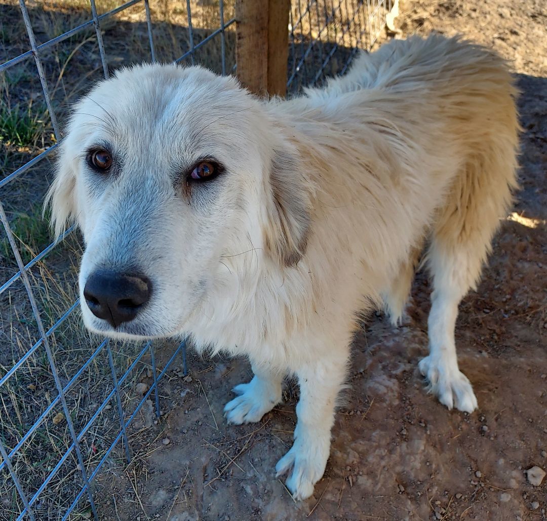 Dexter, an adoptable Great Pyrenees in GUERNSEY, WY, 82214 | Photo Image 1