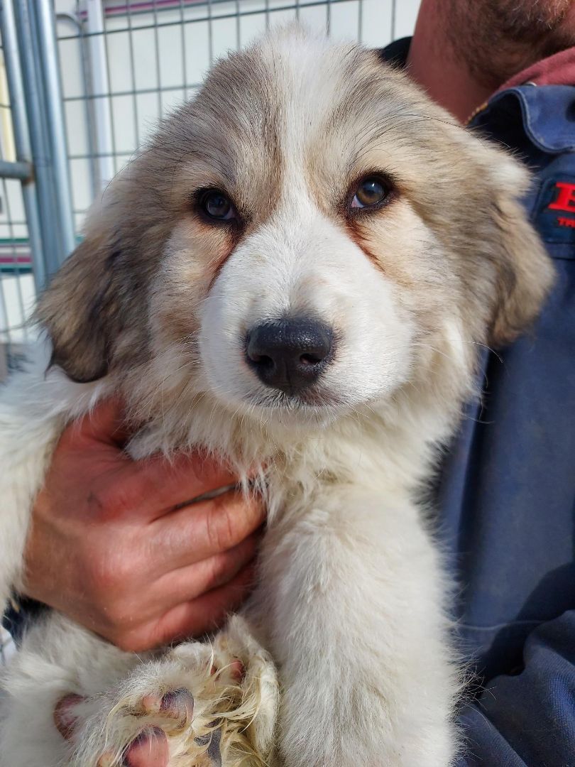 Dixie, an adoptable Great Pyrenees in GUERNSEY, WY, 82214 | Photo Image 2