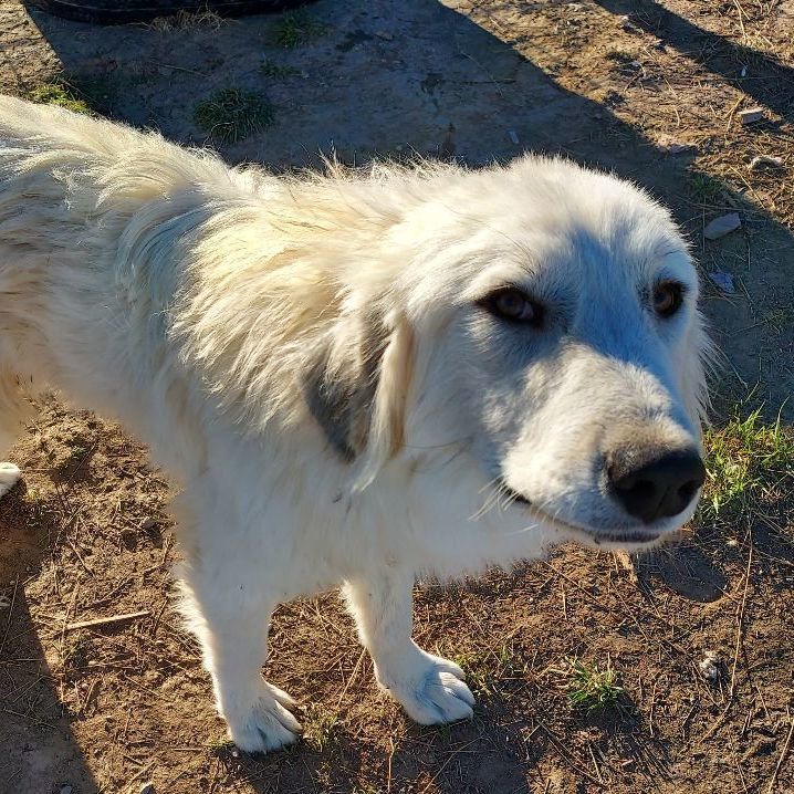 Dixie, an adoptable Great Pyrenees in GUERNSEY, WY, 82214 | Photo Image 1