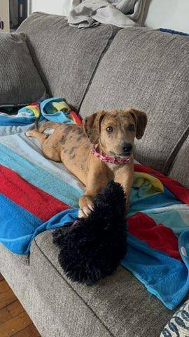 Cookie Dough in NH , an adopted Catahoula Leopard Dog & Hound Mix in Manchester, NH_image-4