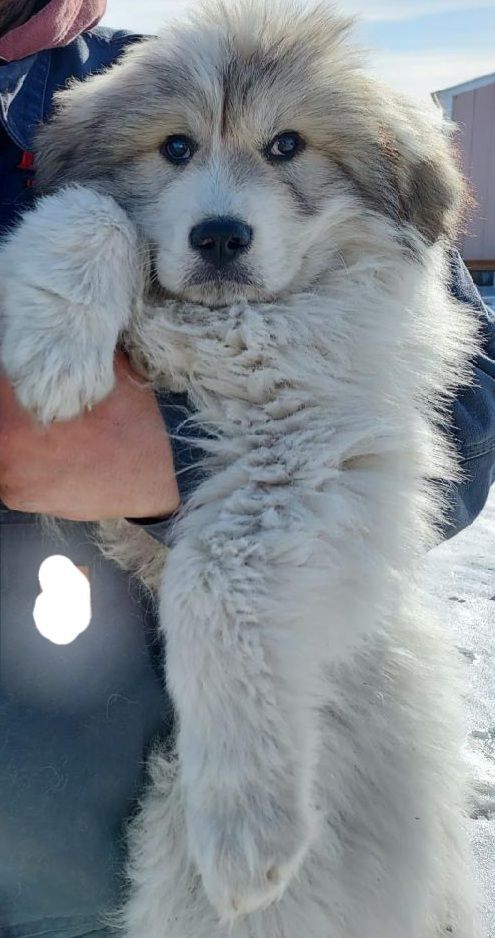 Statler, an adoptable Great Pyrenees in GUERNSEY, WY, 82214 | Photo Image 2