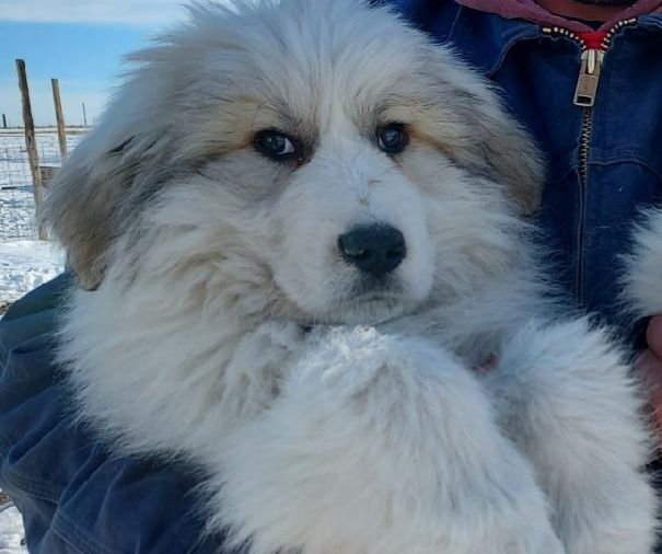 Waldorf, an adoptable Great Pyrenees in GUERNSEY, WY, 82214 | Photo Image 3