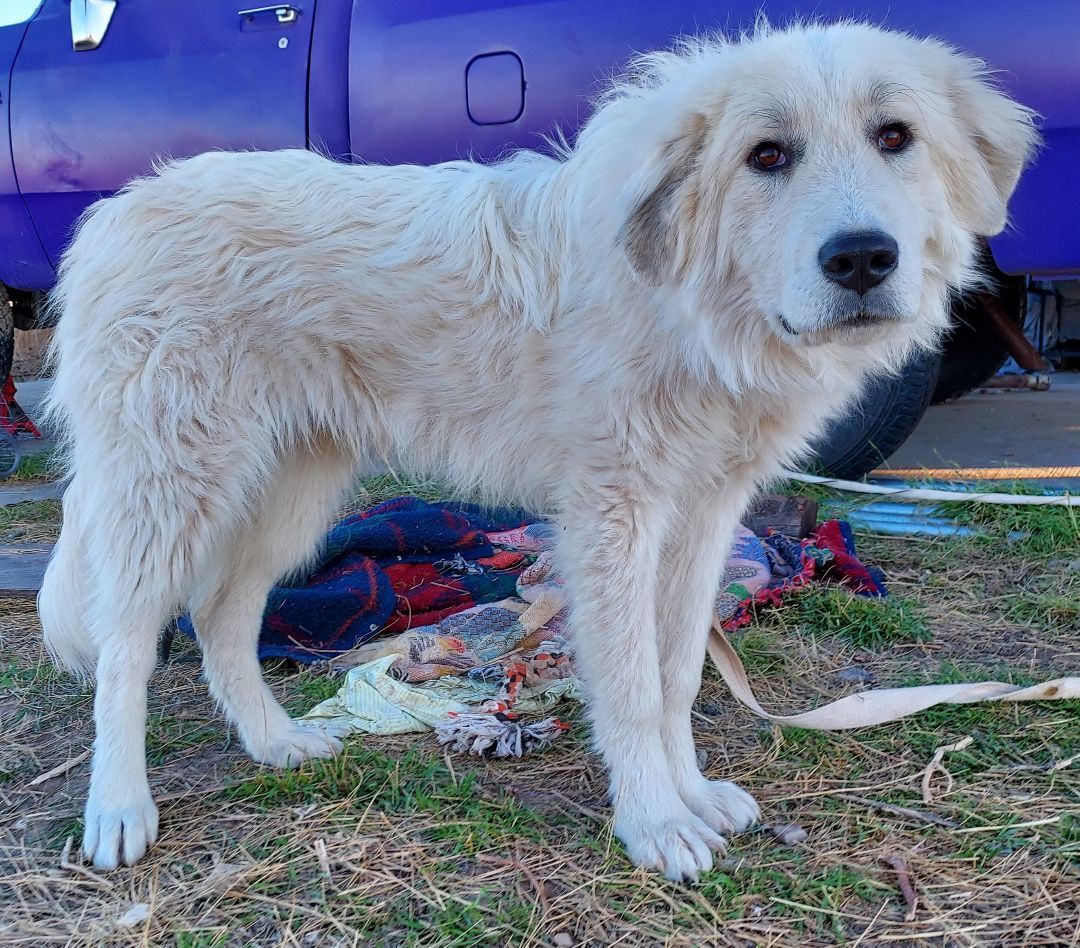 Waldorf, an adoptable Great Pyrenees in GUERNSEY, WY, 82214 | Photo Image 1