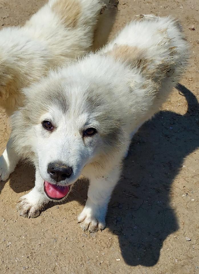 Bruno, an adoptable Great Pyrenees in GUERNSEY, WY, 82214 | Photo Image 1