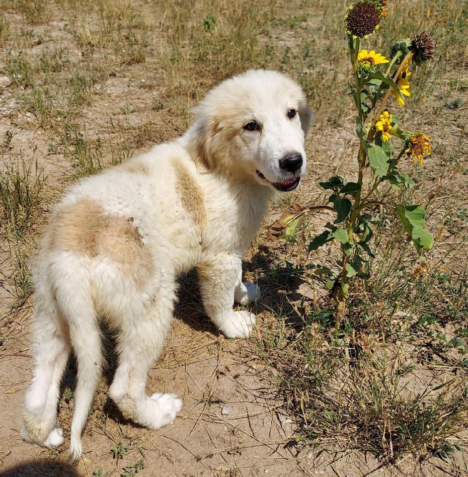 Bella, an adoptable Great Pyrenees in GUERNSEY, WY, 82214 | Photo Image 1
