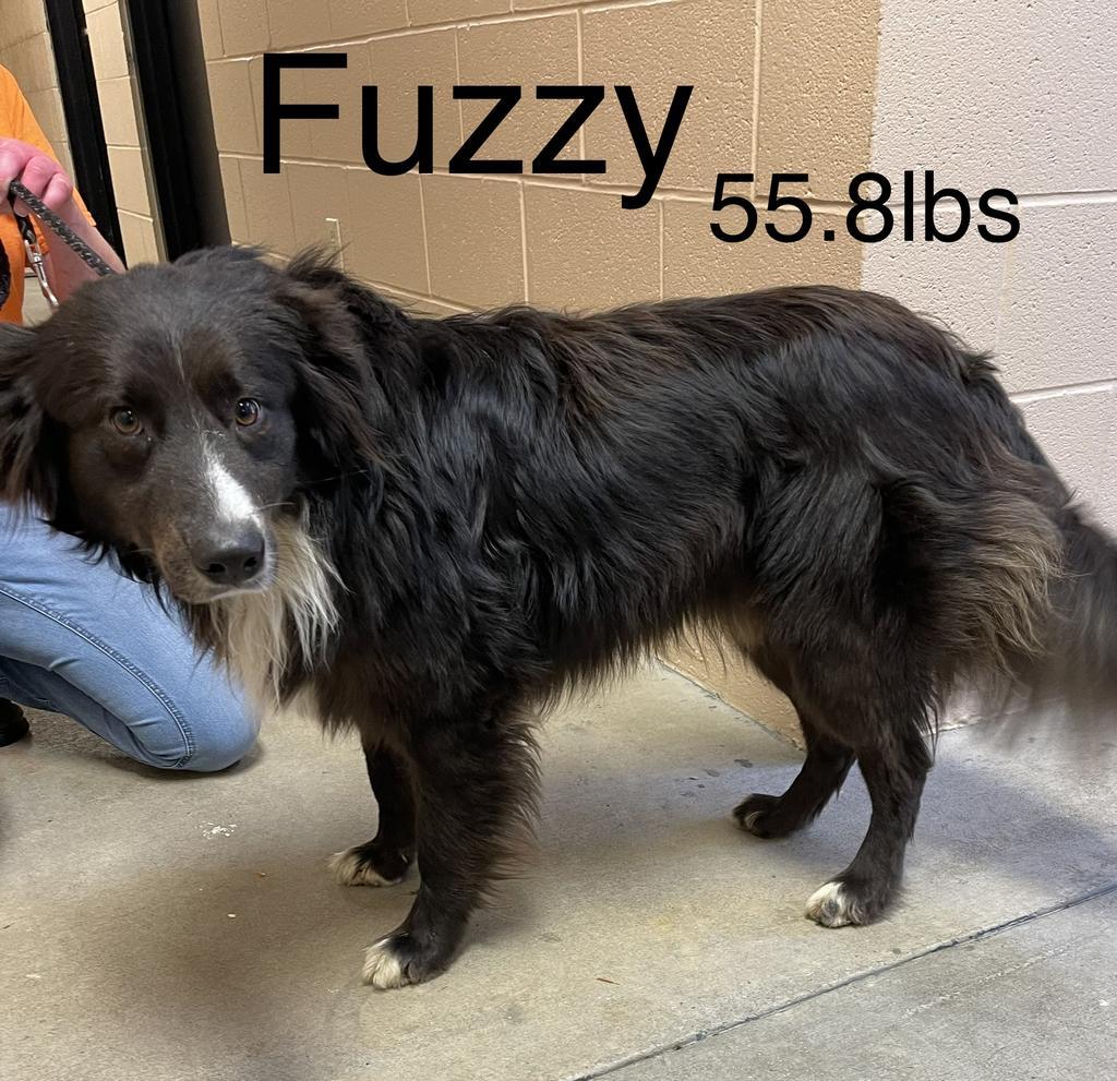 Fuzzy