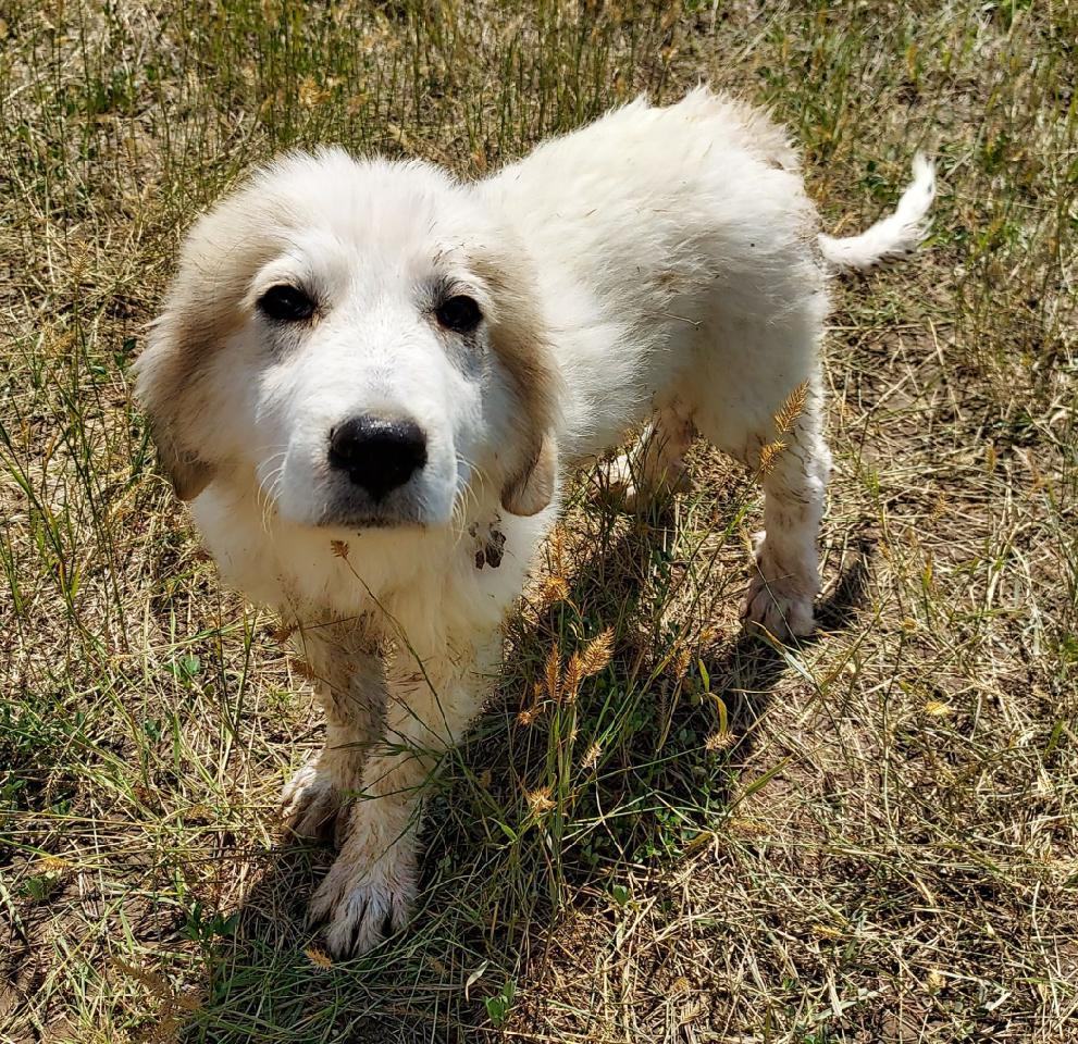 Bootsie, an adoptable Great Pyrenees in GUERNSEY, WY, 82214 | Photo Image 1