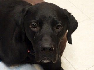 Black lab and saint best sale bernard mix