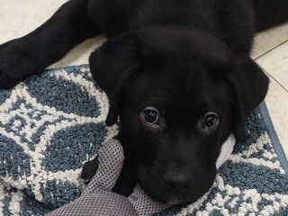 Black lab and hot sale saint bernard mix