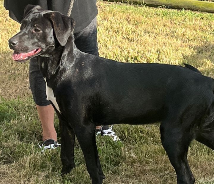 SASSY, an adoptable Black Labrador Retriever & German Shepherd Dog Mix in Byhalia, MS_image-2
