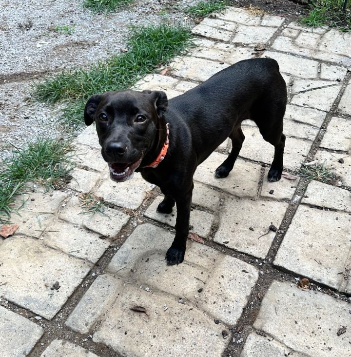 Olive —- Orange (Color Litter) 1