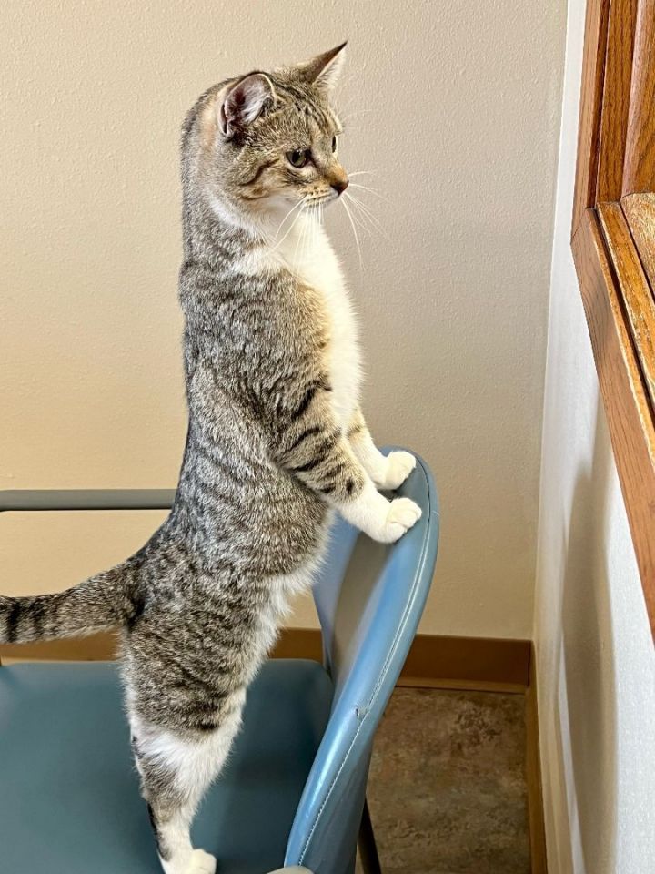 Ally **KITTEN** *MEET AT AVE OF THE SAINTS VET** 3