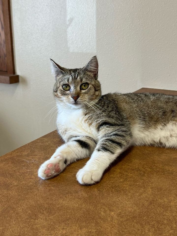 Ally **KITTEN** *MEET AT AVE OF THE SAINTS VET** 4