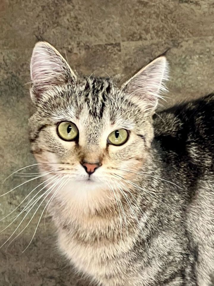 Lilly **KITTEN** 1