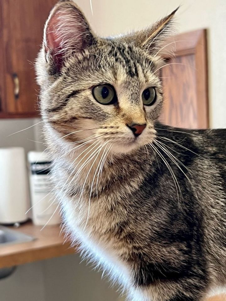 Lilly **KITTEN**, an adoptable Tabby in Waverly, IA_image-5
