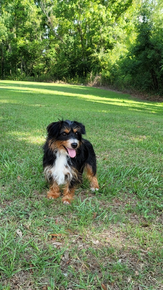 Sam, an adoptable Terrier in Bonifay, FL, 32425 | Photo Image 1