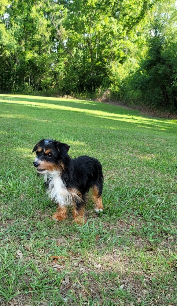 Sam, an adoptable Terrier in Bonifay, FL, 32425 | Photo Image 2