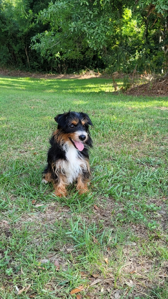 Sam, an adoptable Terrier in Bonifay, FL, 32425 | Photo Image 3